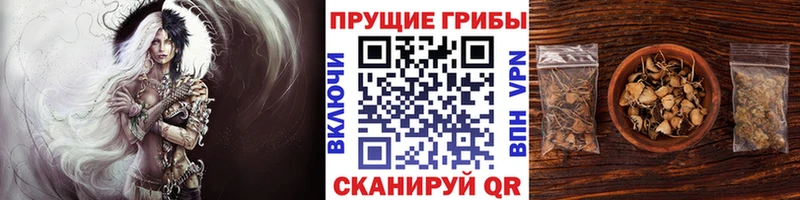 Псилоцибиновые грибы Magic Shrooms  гидра как зайти  Жиздра  дарнет шоп 